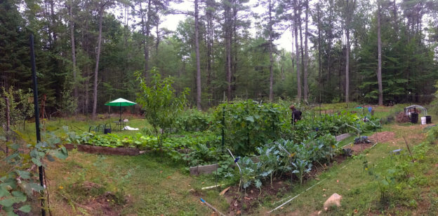 vegetable garden 2020