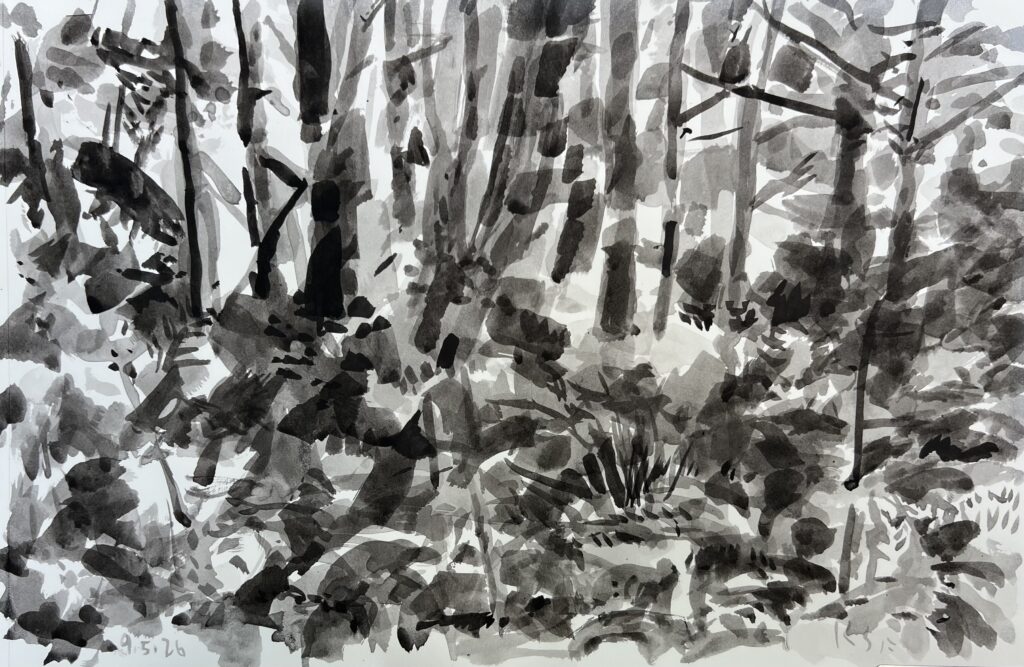 pen and brush drawing of woodland