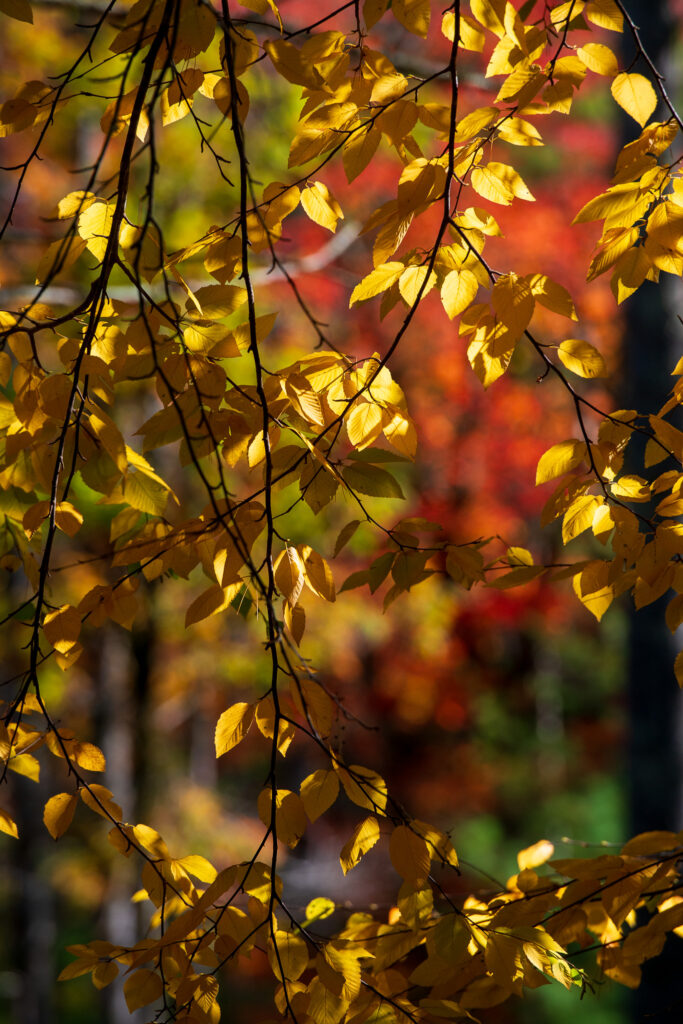 To share the awesome colors of fall