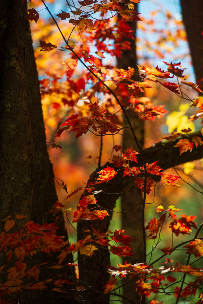 To show the amazing colors of fall foliage
