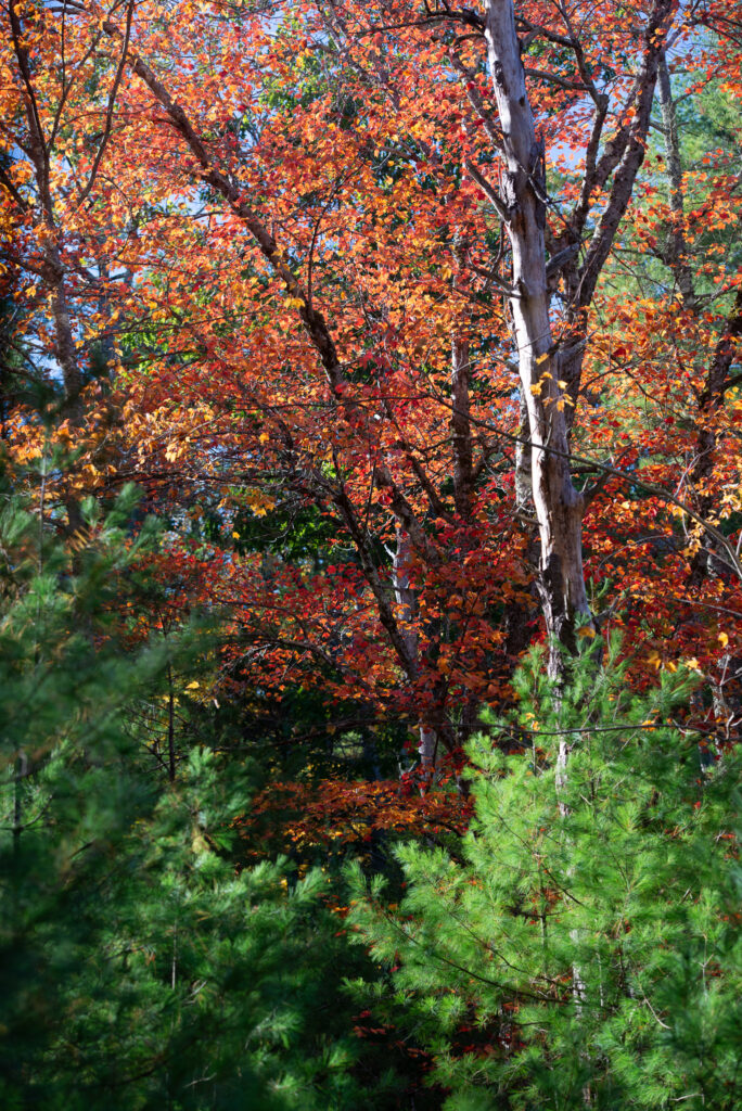 To convey the beauty of fall